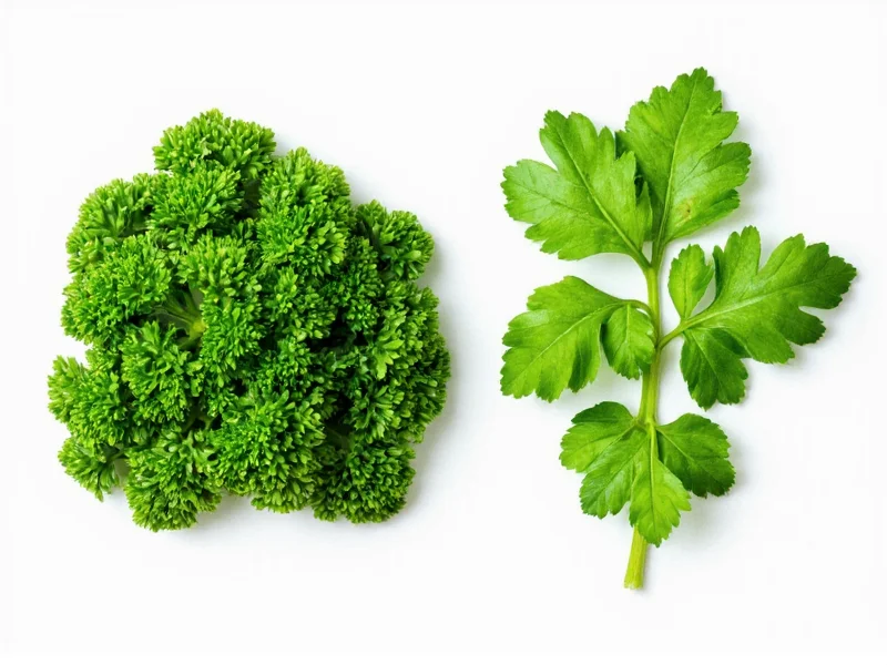 Parsley vs Cilantro: Clear Differences Explained