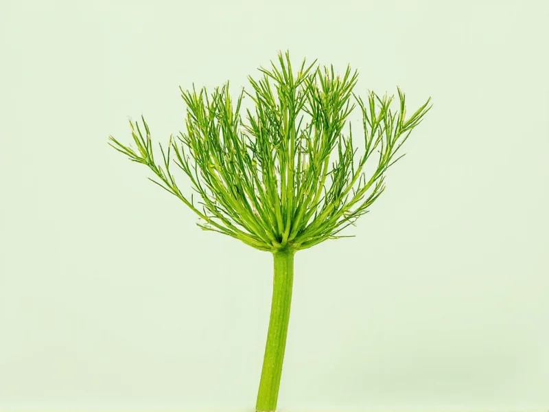 Best Alternatives to Dill: Practical Herb Substitutes