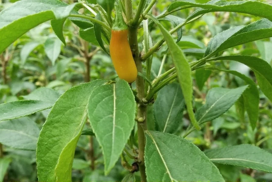 Chile Pequin Salsa