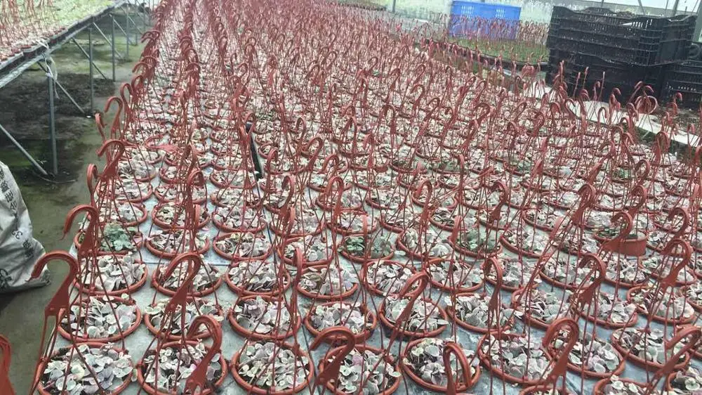 
Pink live plants String of Hearts natural plants 