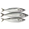 mackerel factory supplying large quantity fresh mackerel