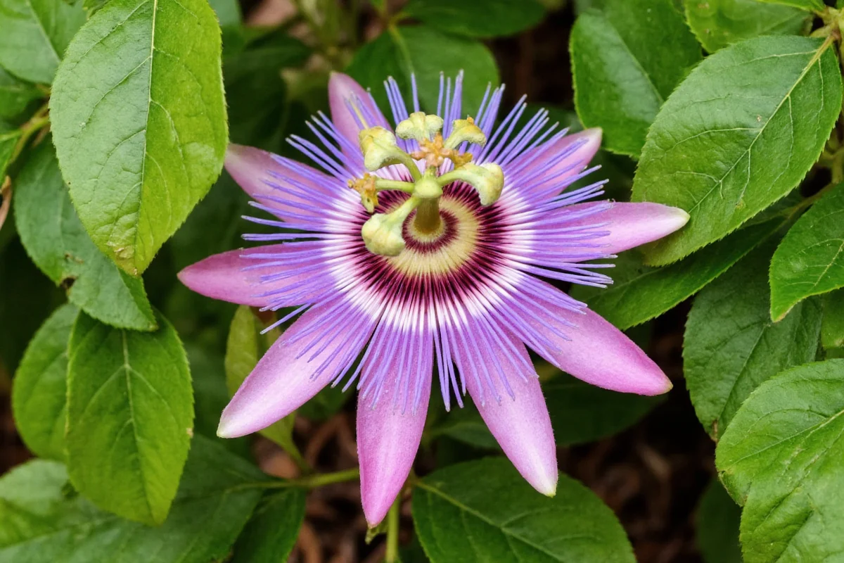 how to care for a purple passion plant