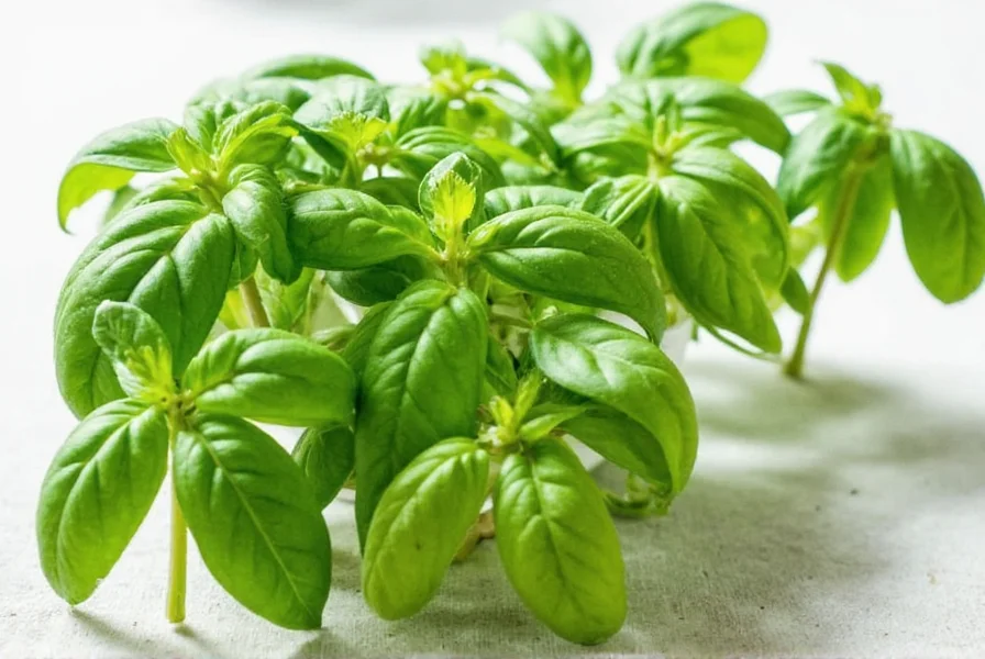 Close-up of basil leaves showing texture