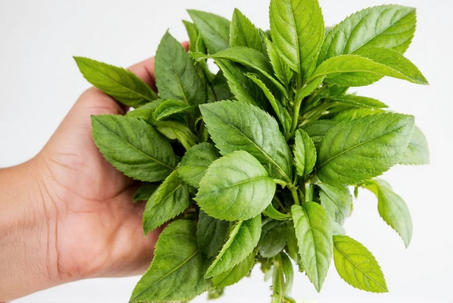 The Ultimate Guide to Storing & Using Beef Basil: A Flavorful Journey for Spice Lovers