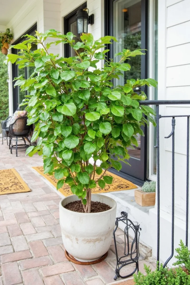 An illustrated infographic showing ideal lighting, watering, temperature, and placement conditions for a fiddle leaf fig plant.