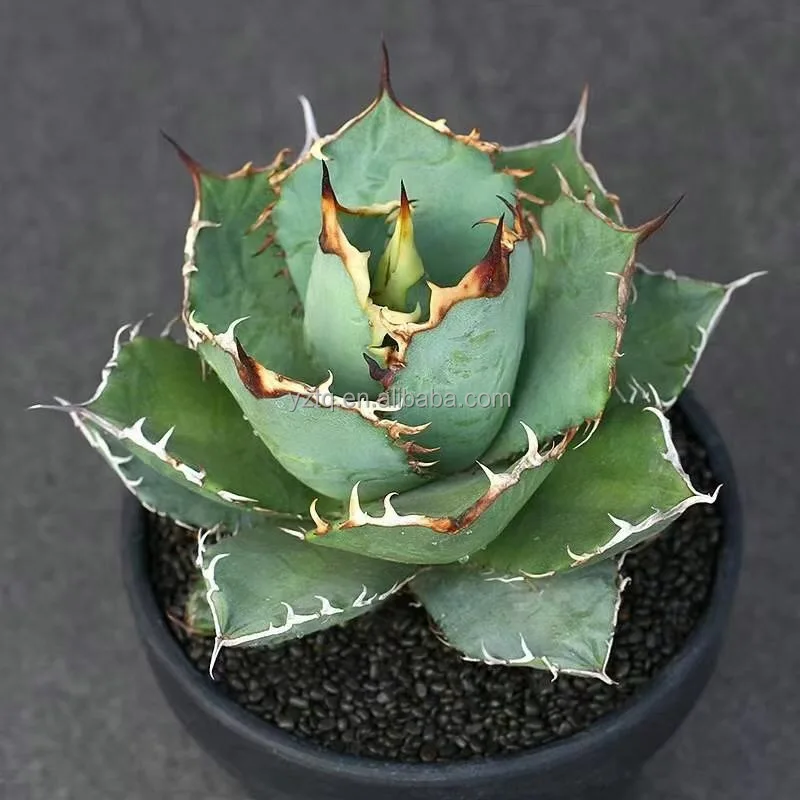 

Real plant Agave titanota natural cactus plants live succuIent indoor Home Ornamental Growing Live Cactus, Green