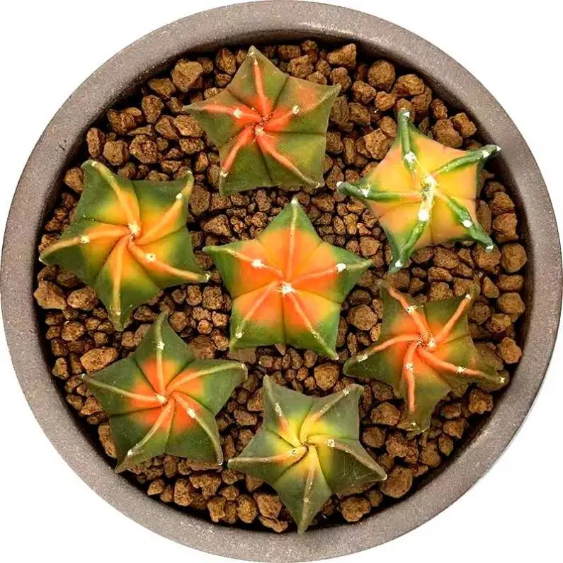 

ASTROPHYTUM MYRIOTIGMA Garden plant cactus colorful home cactus plant 4 cm, Red