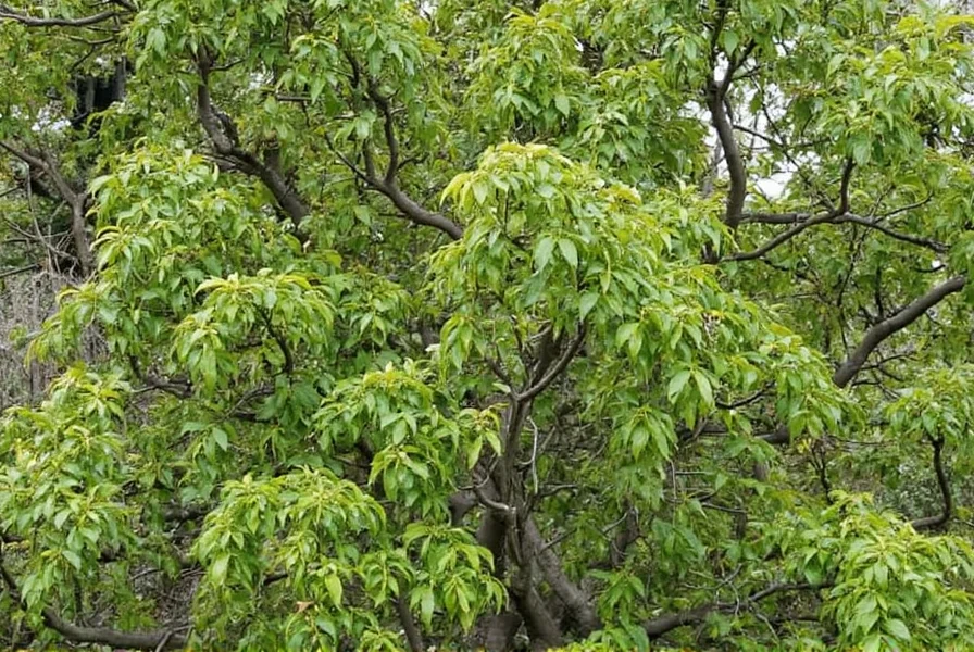 where do cinnamon trees grow