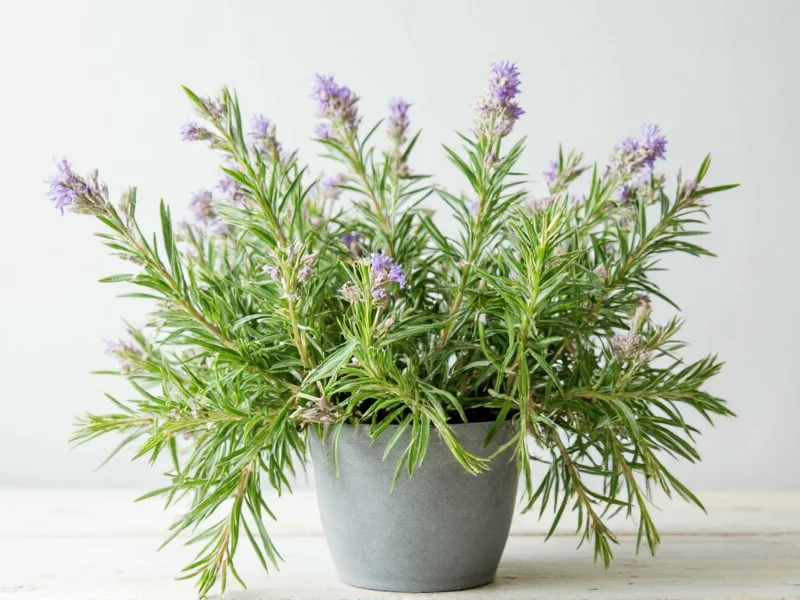 Rosemary Sage Thyme: Culinary Herb Trio Explained
