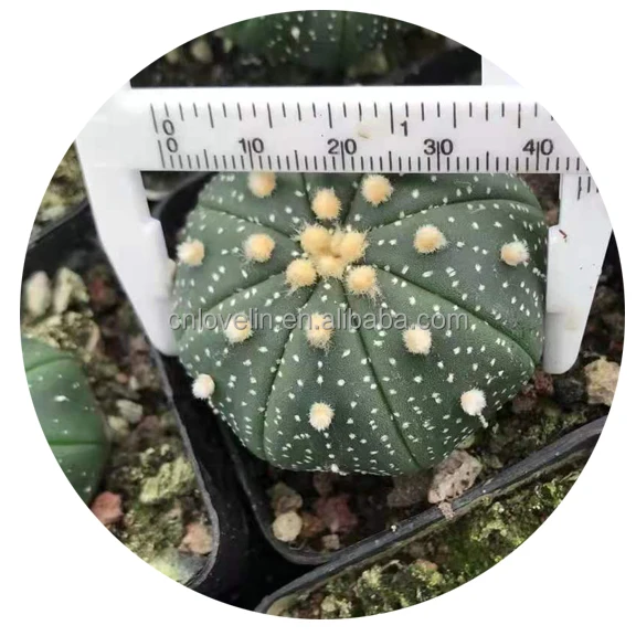 

Cactus plants Astrophytum gifts for indoor home decoration, Green