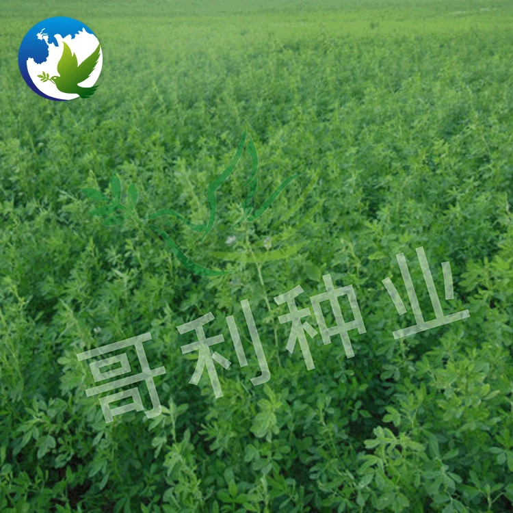 
Best Organic Alfalfa Pasture Seed Fodder Grass Seeds Medicago Sativa Lucerne Alfalfa Seeds 