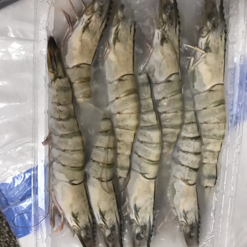 
Frozen Black Tiger shrimp (whole shrimp) 
