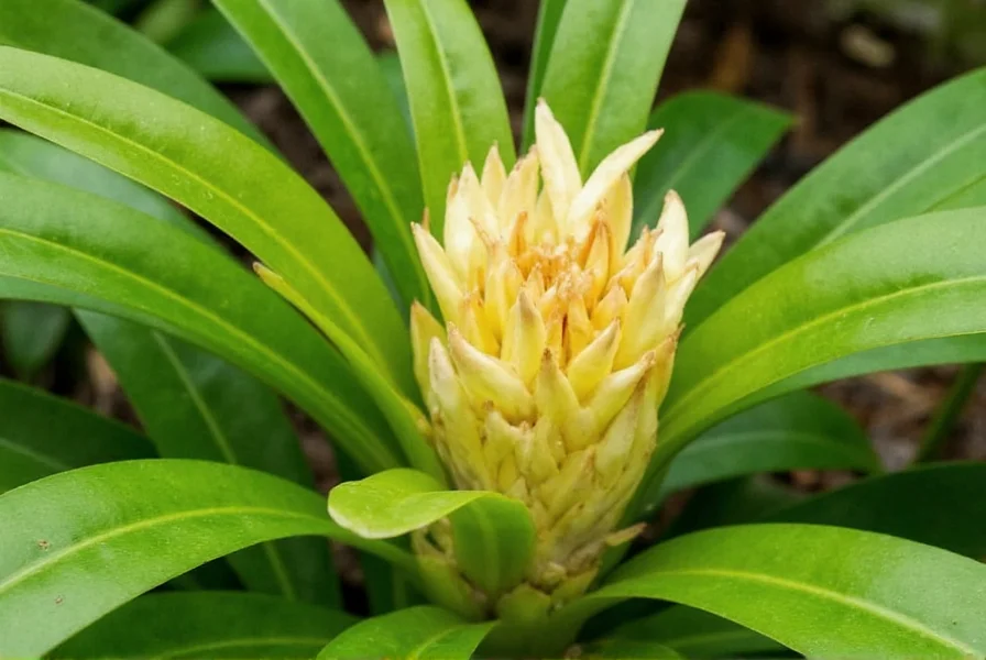 shell ginger plant