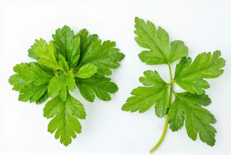Side-by-side comparison of fresh cilantro leaves and dried coriander seeds showing the complete Coriandrum sativum plant lifecycle