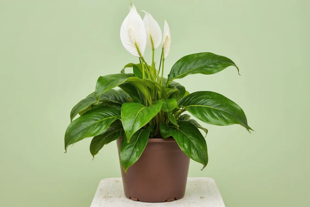 how to grow a peace lily plant