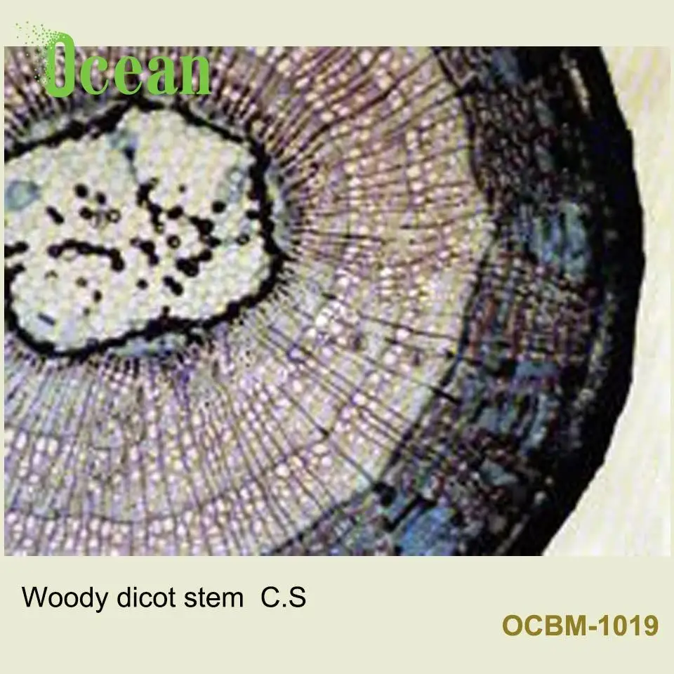 woody dicot root