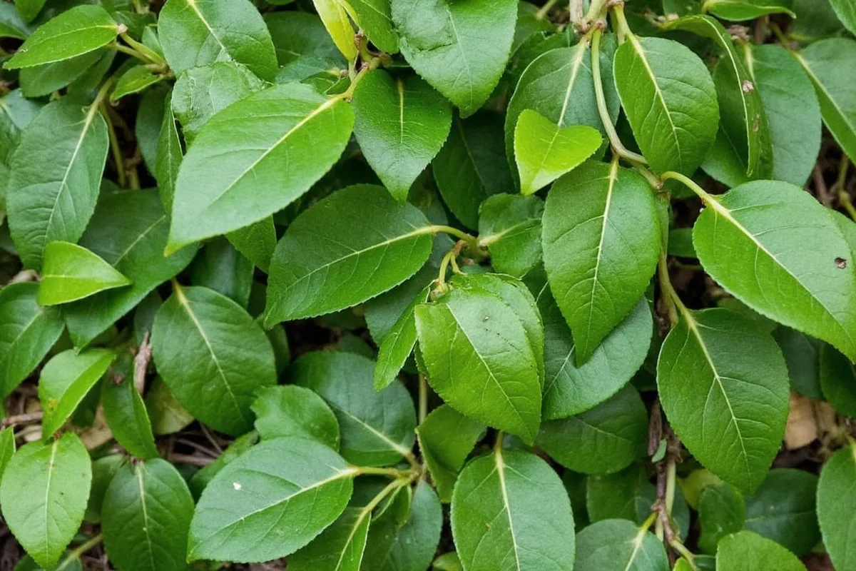 how to take care of ivy plant