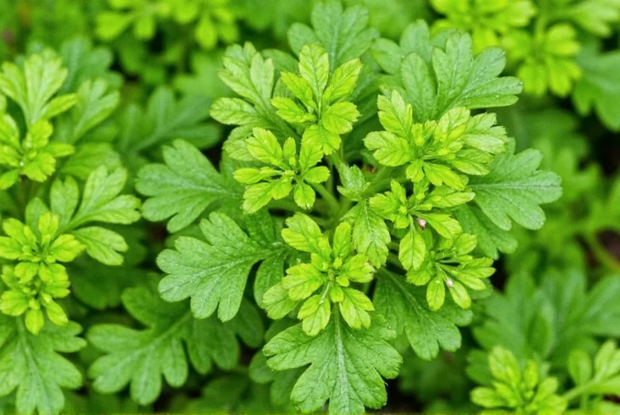 Various coriander products including fresh leaves, dried seeds, and ground spice