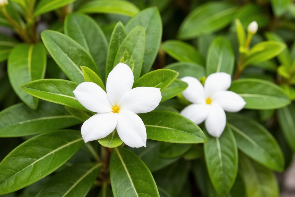 how to care for jasmine plants in pots