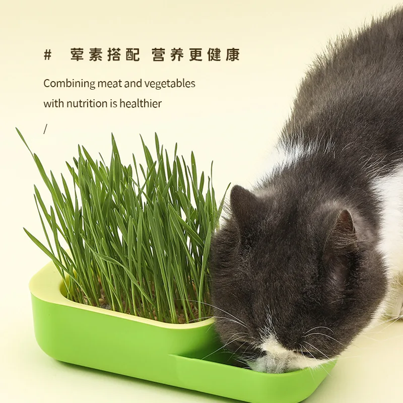 

Hot selling Litter Box Plant Cat Grass Growing Kit with low price