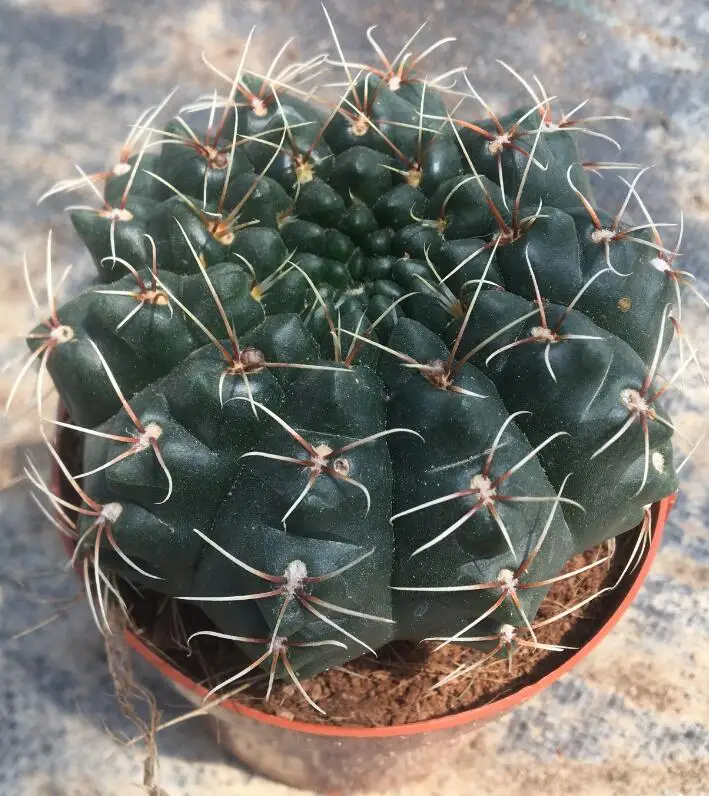 
hotsale Cactus Gymnocalycium baldianum for wholesale 