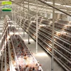 Cheap A type professional layer cage egg chicken cage use for total closed shed automatic system for chicken farms