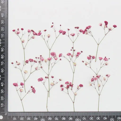 Babysbreath fuschia.jpg