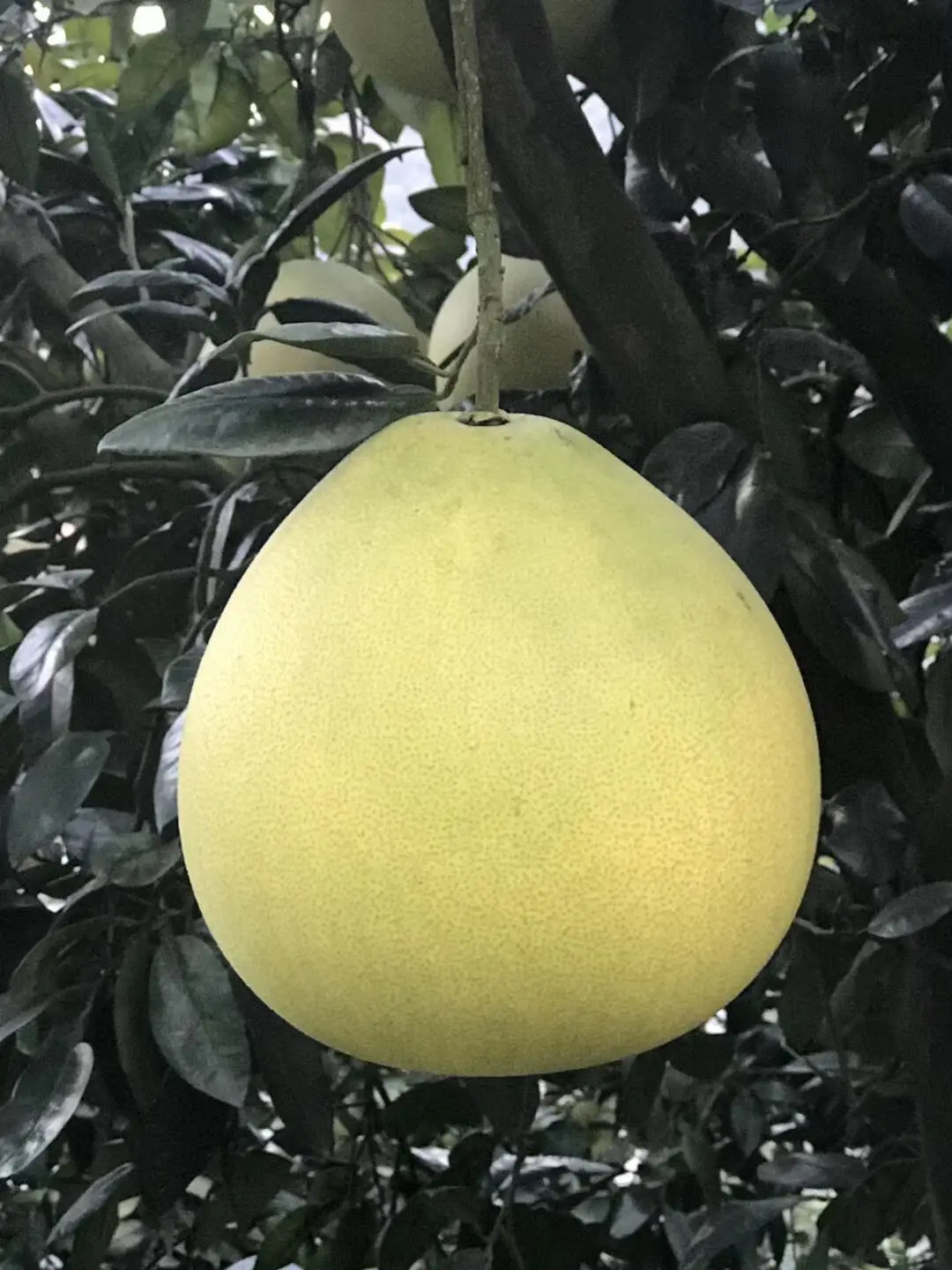 Buy China Green Honey Pomelo Buy Famous Fruit In China,Guangxi Pomelo