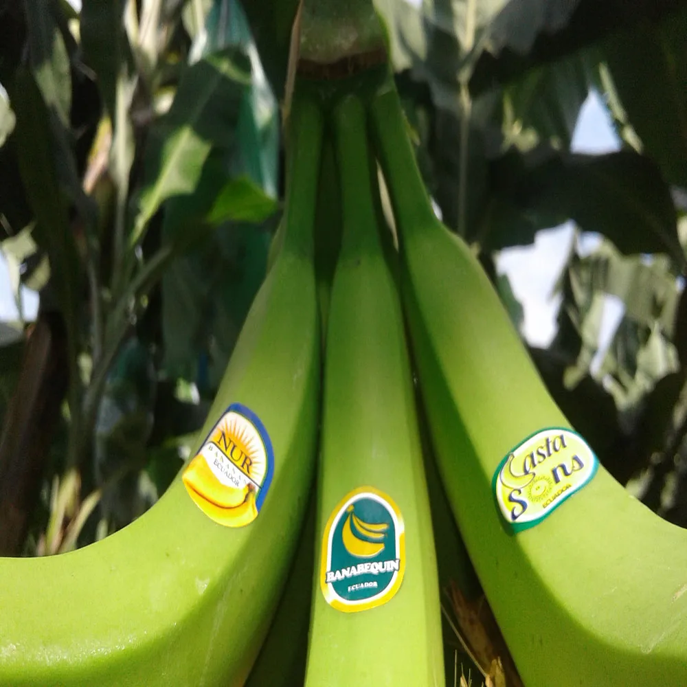 
Bananas Green and Fresh 