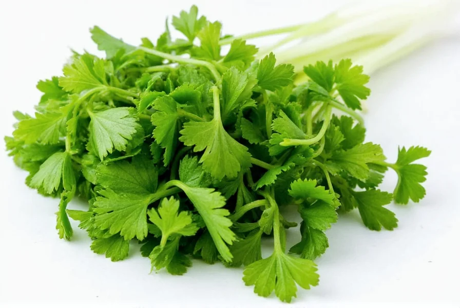 Spanish chef using cilantro in food preparation demonstrating culinary application