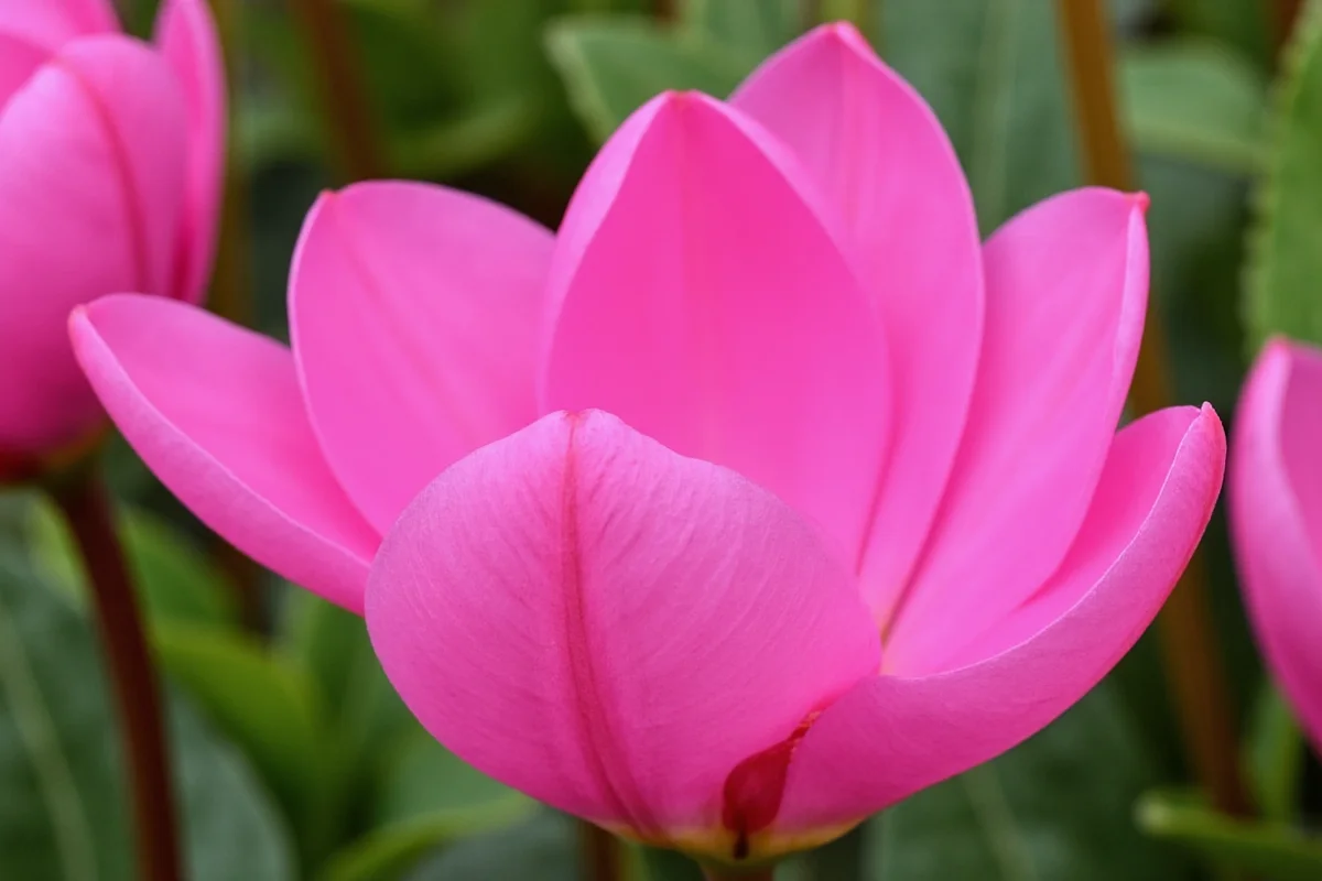 0215 cyclamen