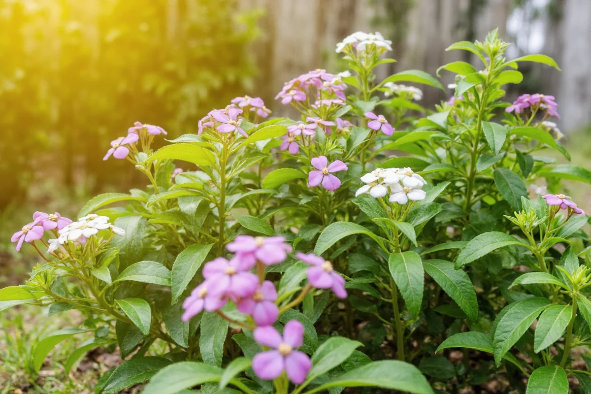 learn how to plant and care for your azalea or rhododendron