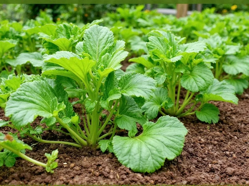 Healthy vegetable plants growing in well-maintained raised bed