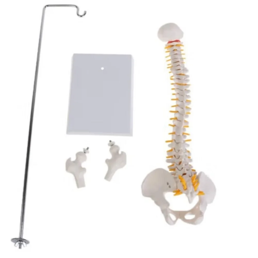Medical Teaching Skeleton 45 CM Suspended Column Spine Models With Pelvis