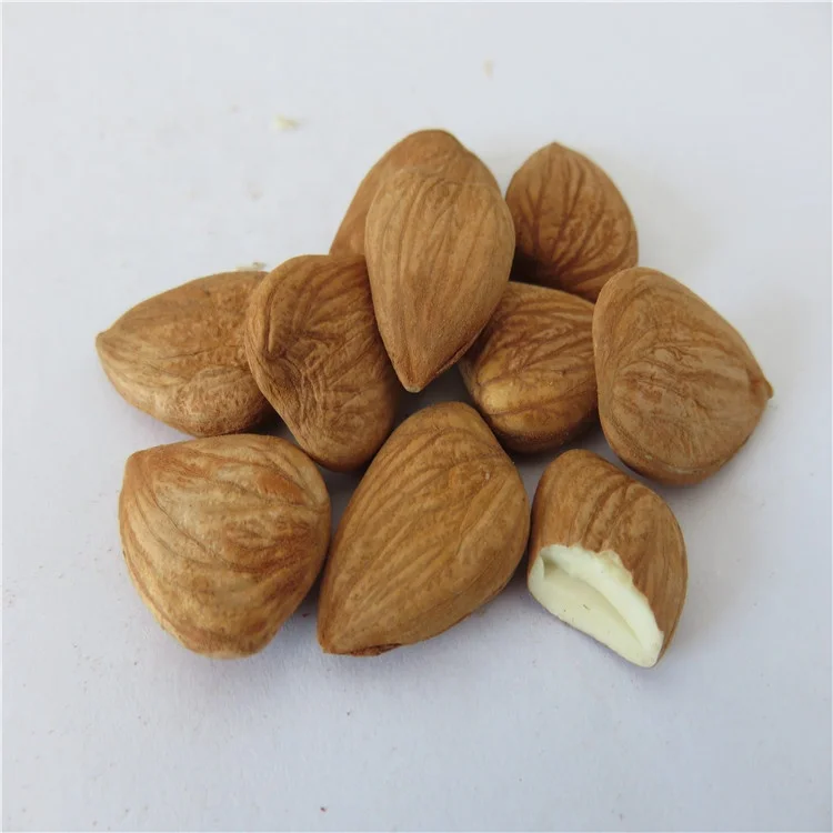 
Bitter apricot kernle /Bitter almond for good sale 
