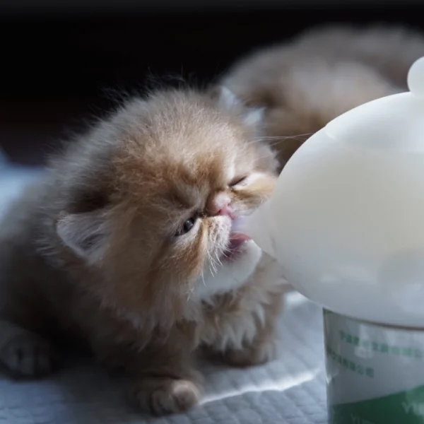 

Silicone Slow Pet Baby Feeding Cat Dog Puppy Nipple Spot Bubble Milk Bowl Feeder, White