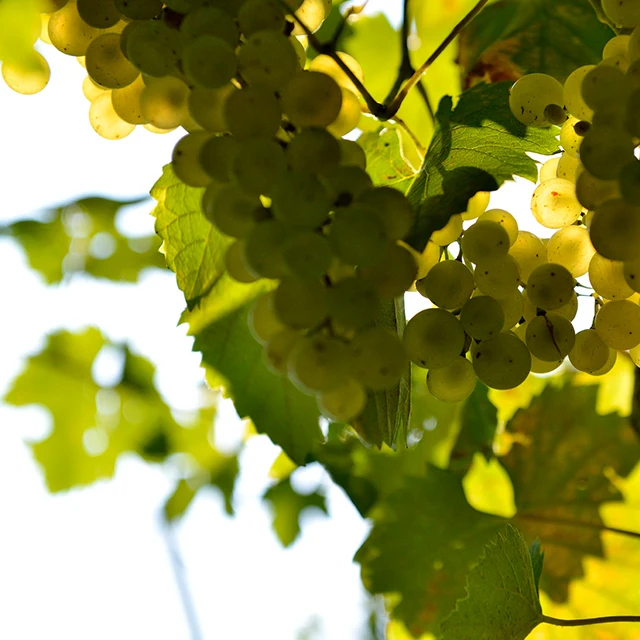 
Bella Style - Italian sparkling drink - Alcohol free 