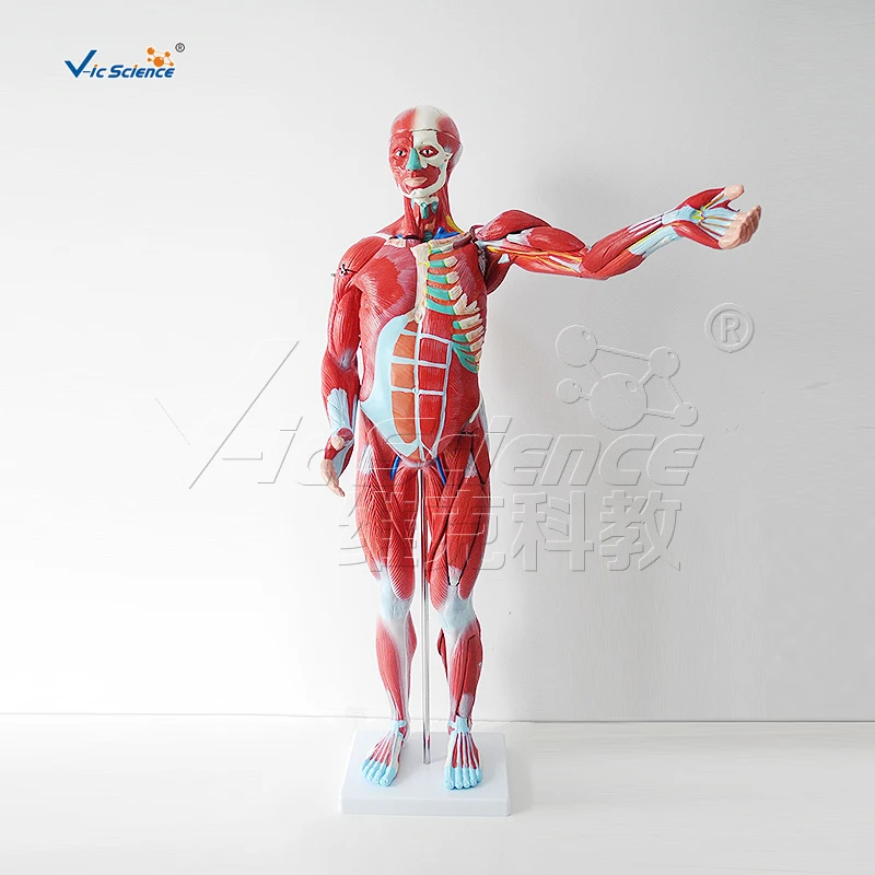 80cm human male muscle and organs medical teachin