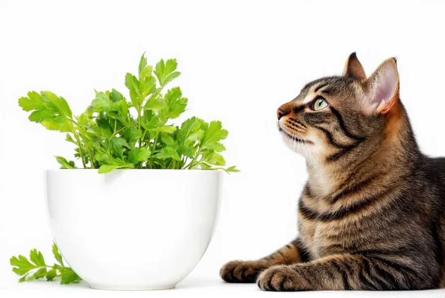 Close-up of a cat sniffing fresh coriander leaves on a kitchen counter