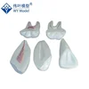 Professional Design Teaching Resources Anatomical model ,Plastic Dental Model Of Teeth,Teeth Model