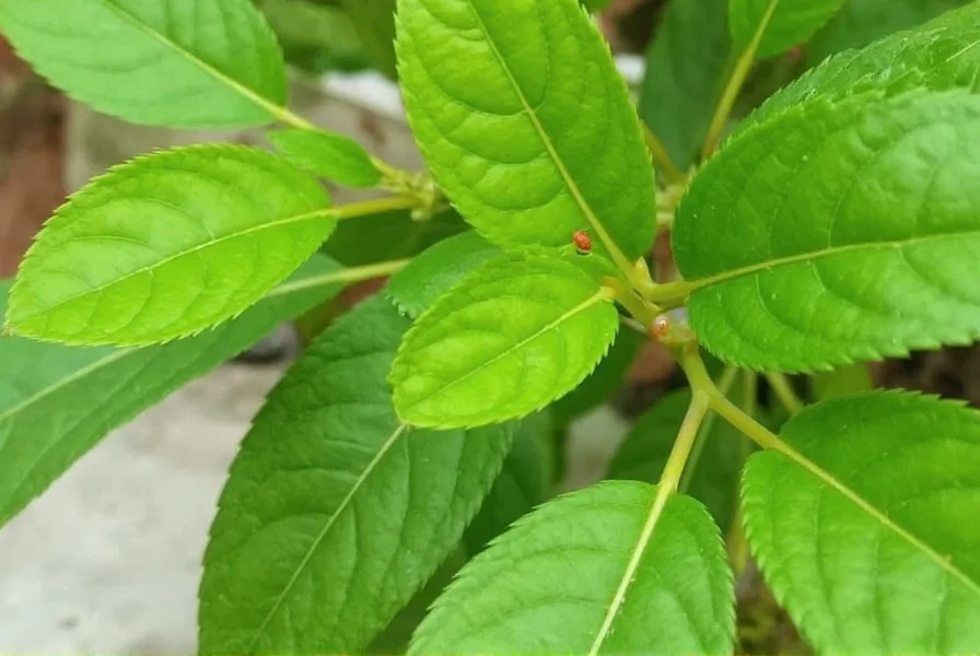 Close-up of gardener spraying cayenne pepper solution on tomato plant leaves in early morning light