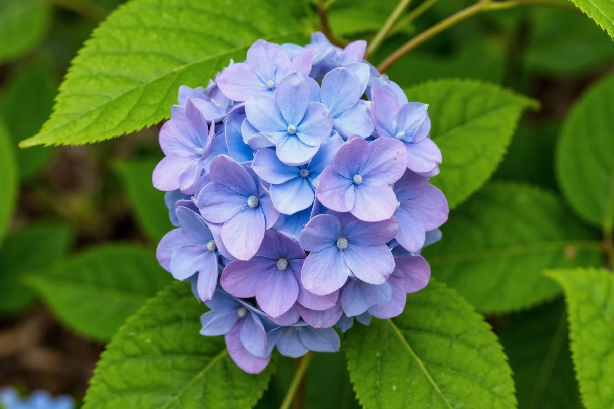 how to plant a hydrangea plant