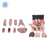 Most popular realistic medical training manikins models vivid trauma caring evaluation modules for nursing training