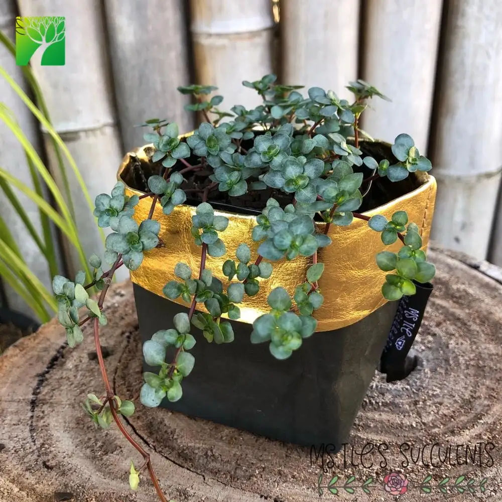 
New arriving indoor PILEA LIBANENSIS Silver Sprinkles live succulent 