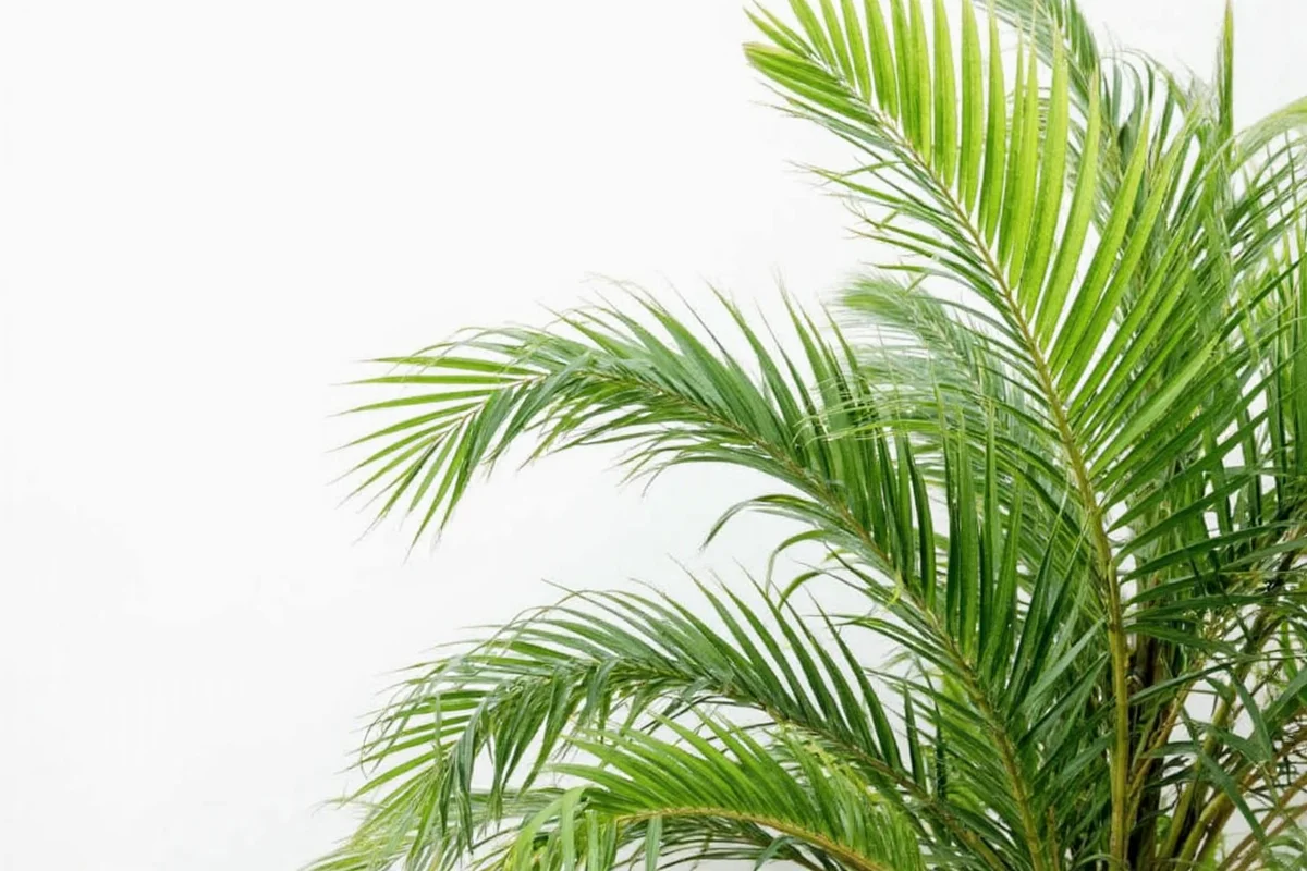 how to care for an indoor palm plant