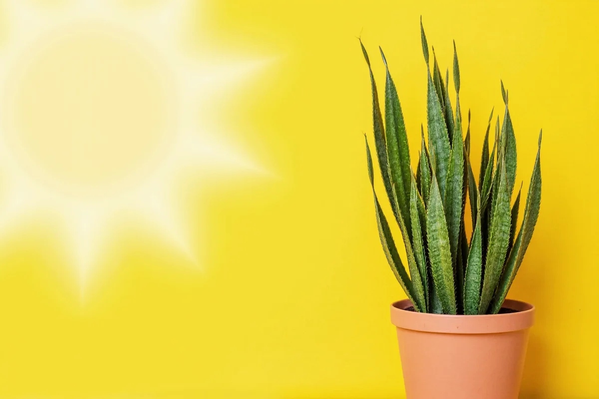 how much sun does a snake plant need