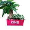 ONE LINE plastic 20GP Shipping container model style Storage Box , Wall hung type Flower Pots for business gifts