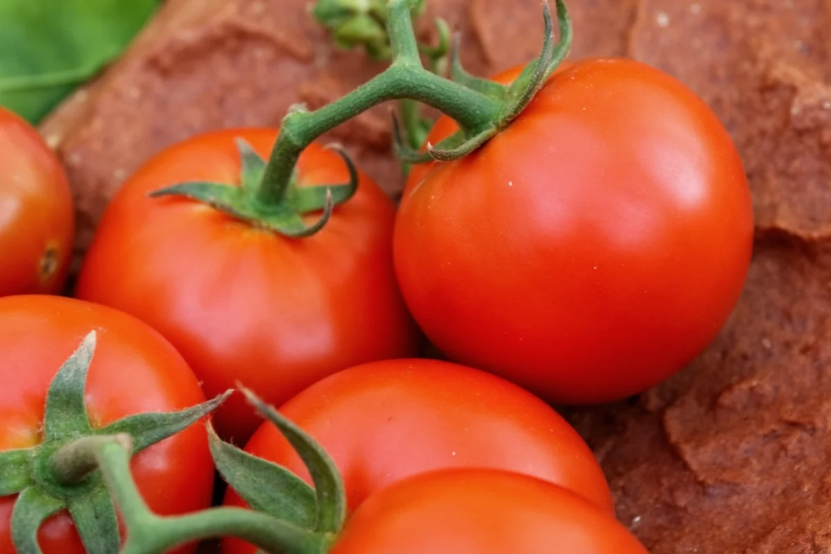 do tomato plants come back each year