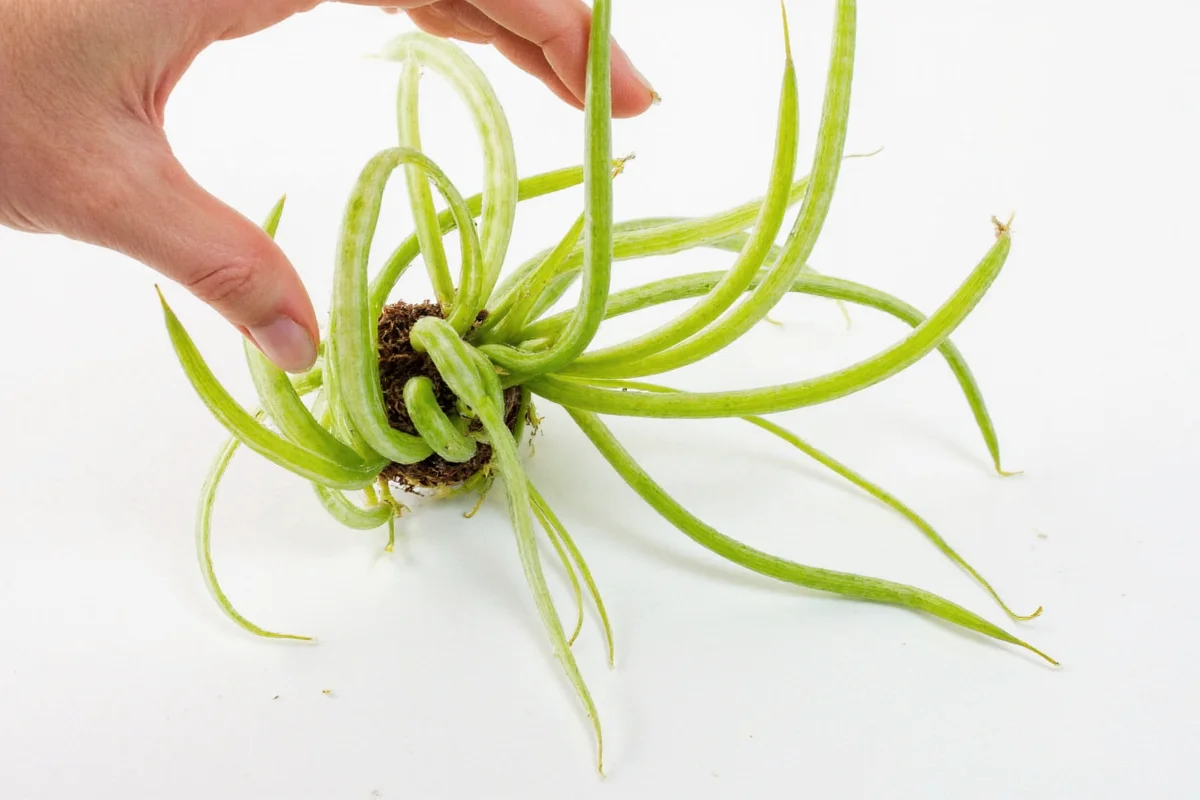 how to transplant a spider plant
