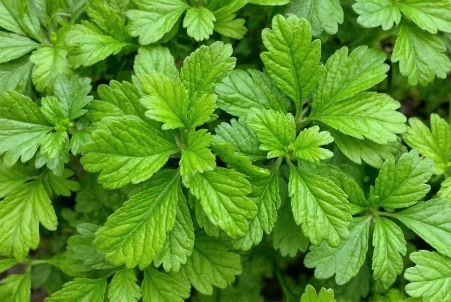 Confused person trying to tell parsley from cilantro